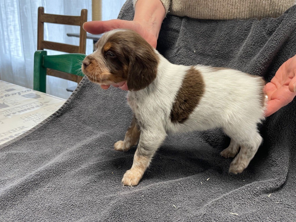 Des Courtons  De La Fortelle - Chiots disponibles - Epagneul Breton