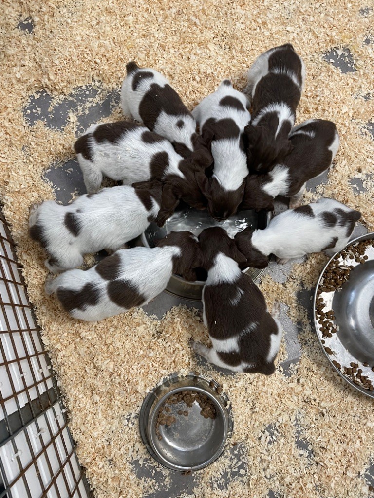 Chiot Epagneul Breton Des Courtons  De La Fortelle